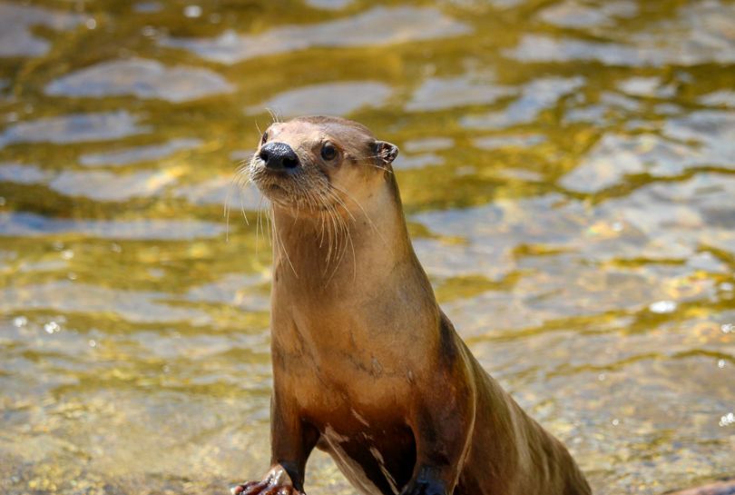 otter by water