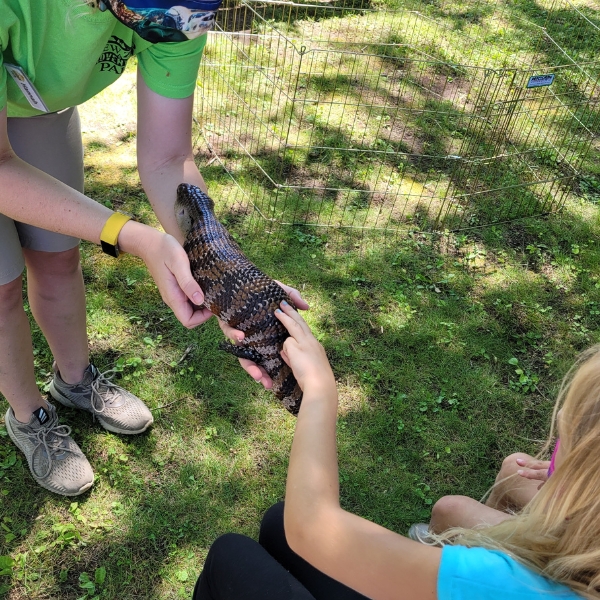 Child touching lizard held by Intern