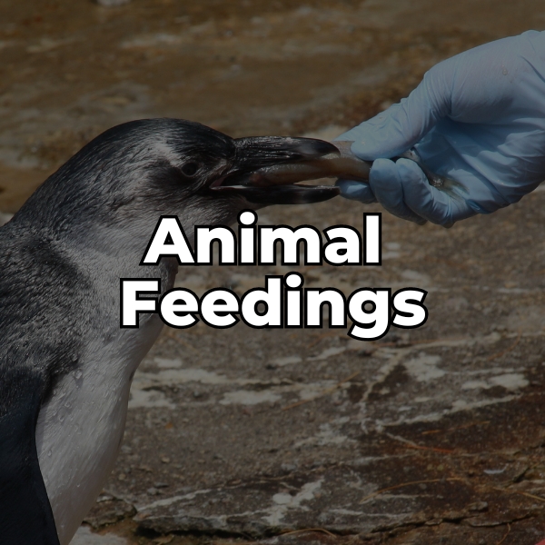 learn more about animal feeding experiences