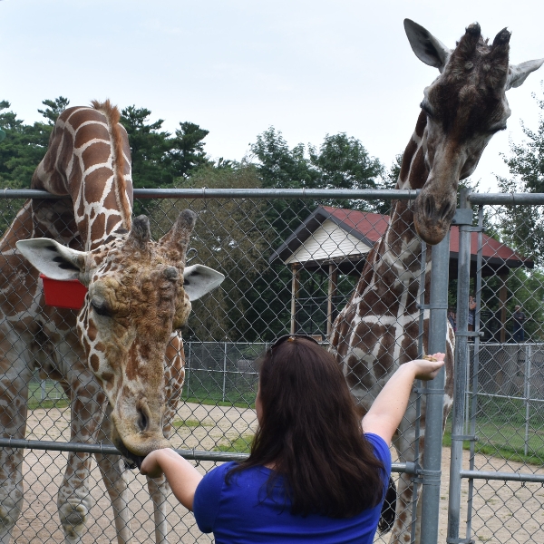 woman feeds giraffes over fence