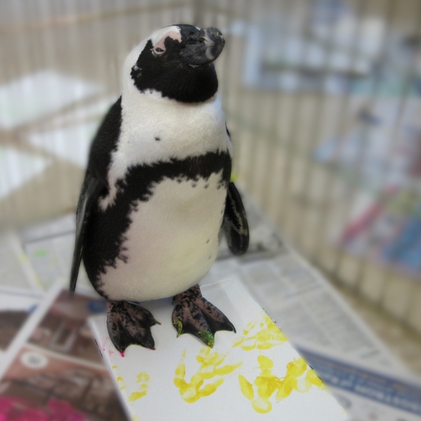 penguin stands on painting