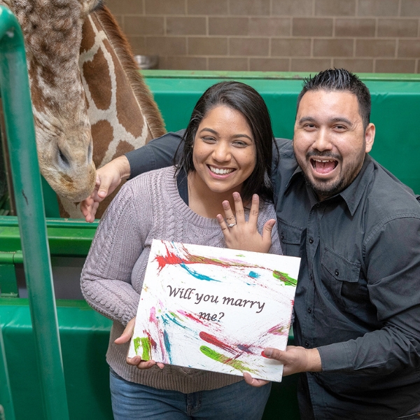 Smiling couple stand by giraffe, showing off engagement ring