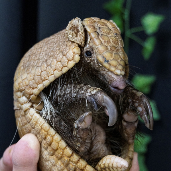 Armadillo