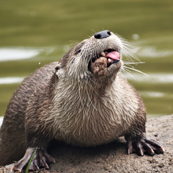 River otter chews mouthful of food