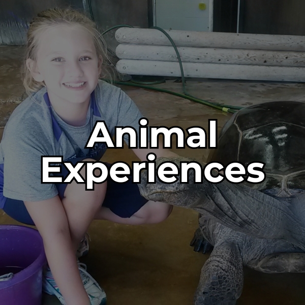 sign up for an animal experience