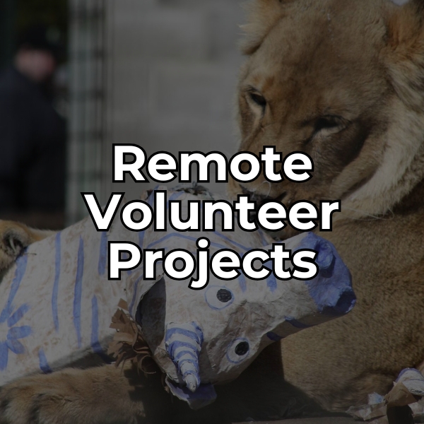 learn how you can volunteer from the comfort of your home