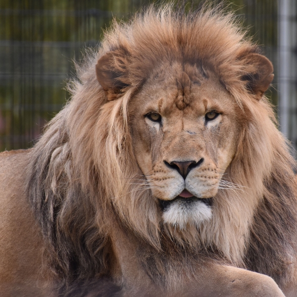 close up of african lion face