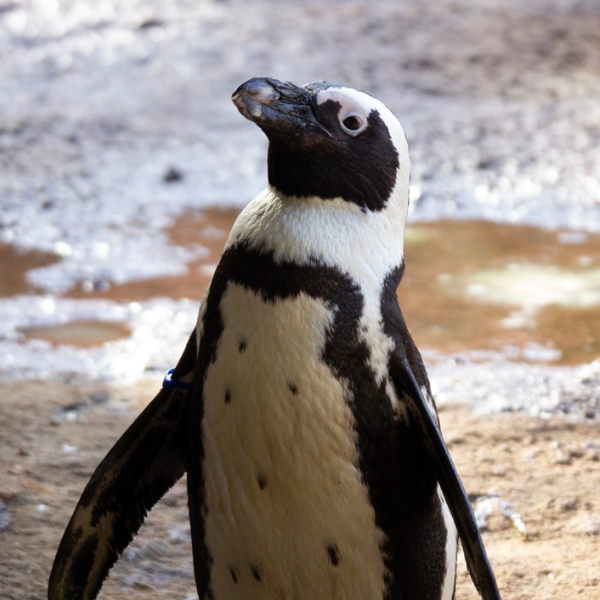 close up of african penguin