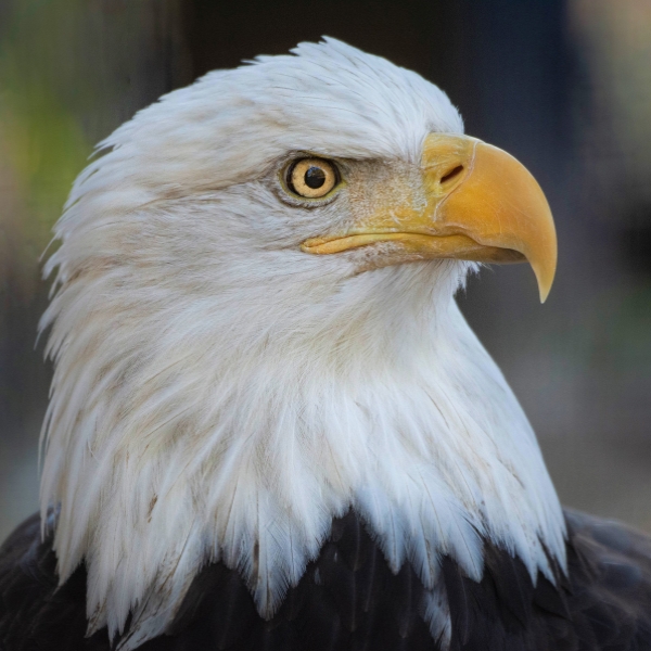 Close up of Bald Eagle