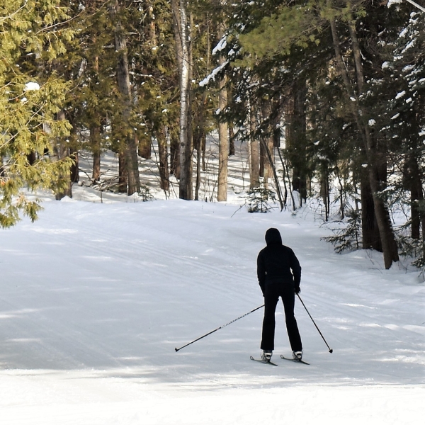 Cross-country skier on trail in woods