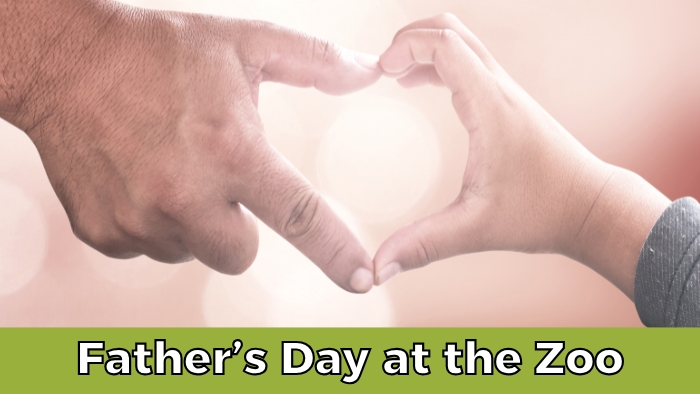 Father's Day at the Zoo