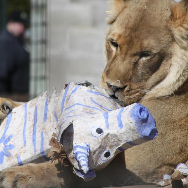 Lioness licks paper mache zebra