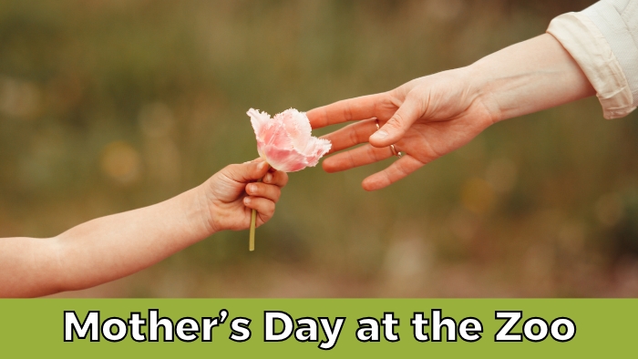 Mother's Day at the Zoo