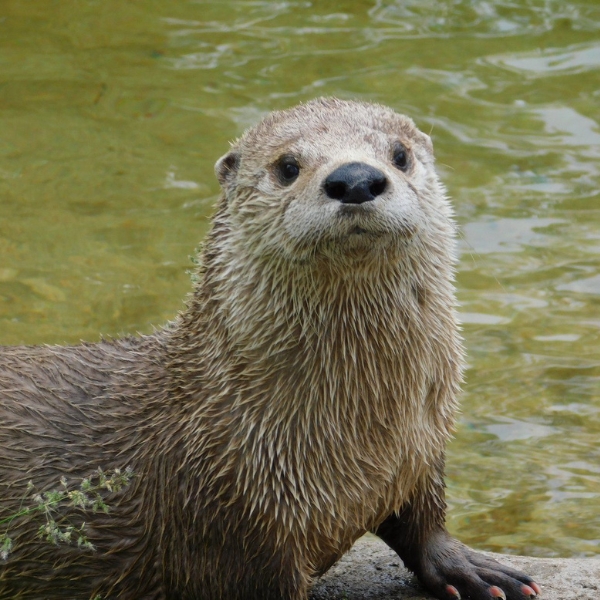 Close up of river otter