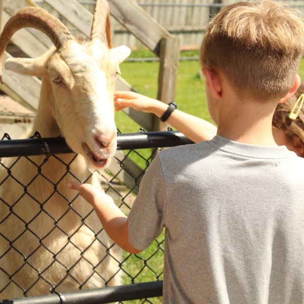 Camper feeds goat