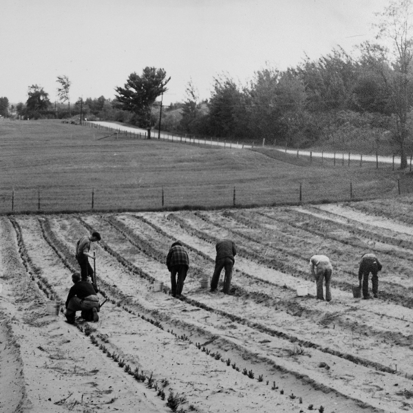 Black and white photo of men planting trees in rows