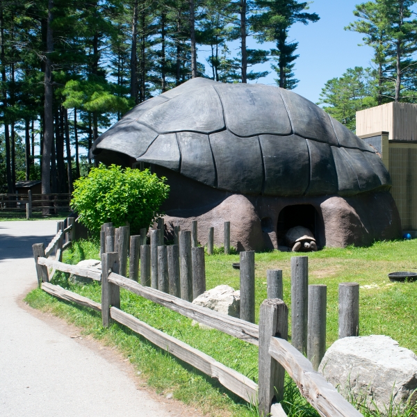 Aldabra tortoise habitat