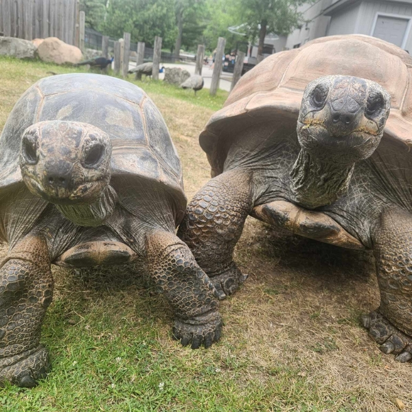 Close up of two Aldabra tortoises