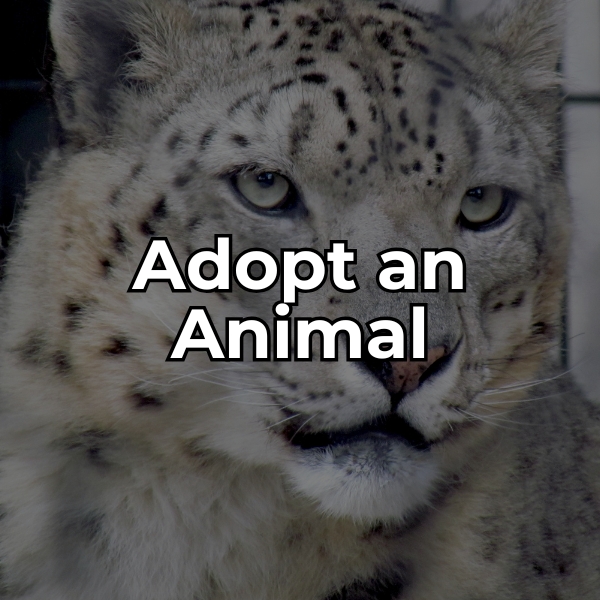 Snow leopard face with the words "Adopt an Animal" overlayed