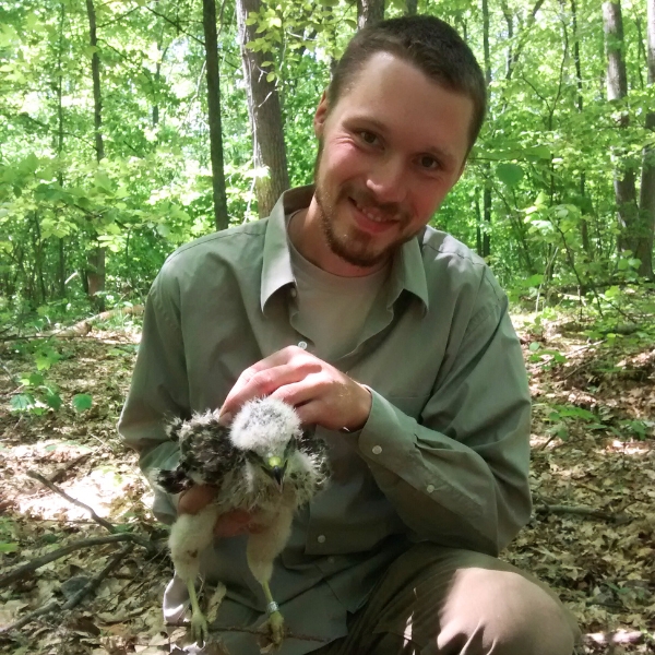 Man kneels in forest while holding a red-shouldered hawk chick with a silver band on its leg