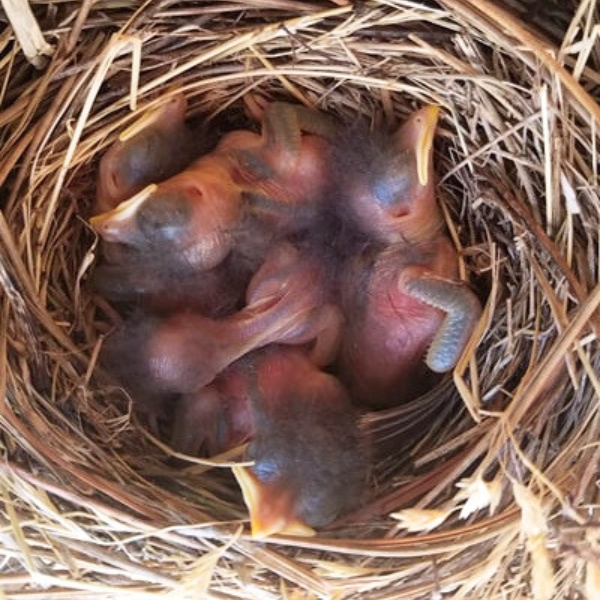 Featherless, baby blue birds in a nest