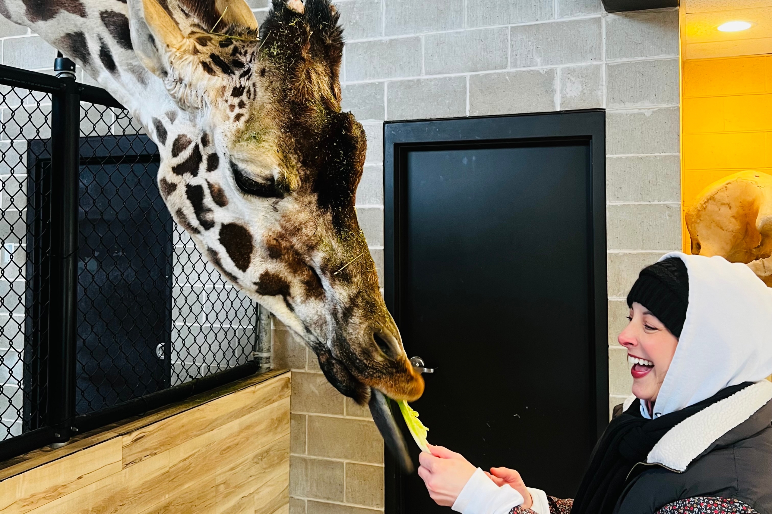 Smiling woman feeds giraffe a piece of lettuce
