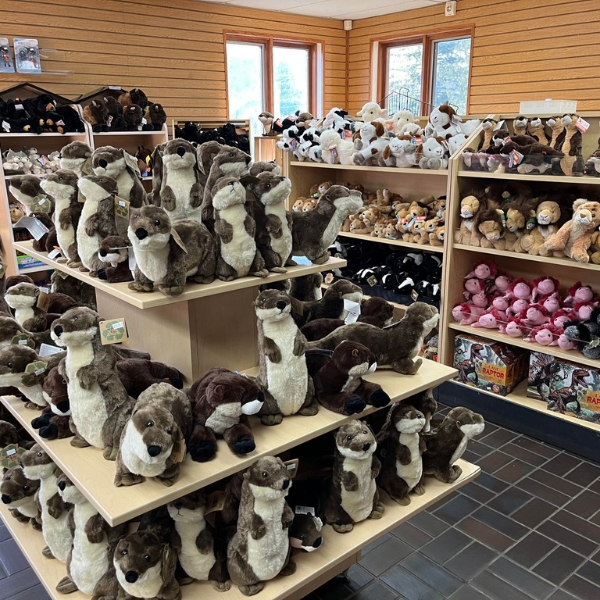 Gift shop shelves filled with plush otters