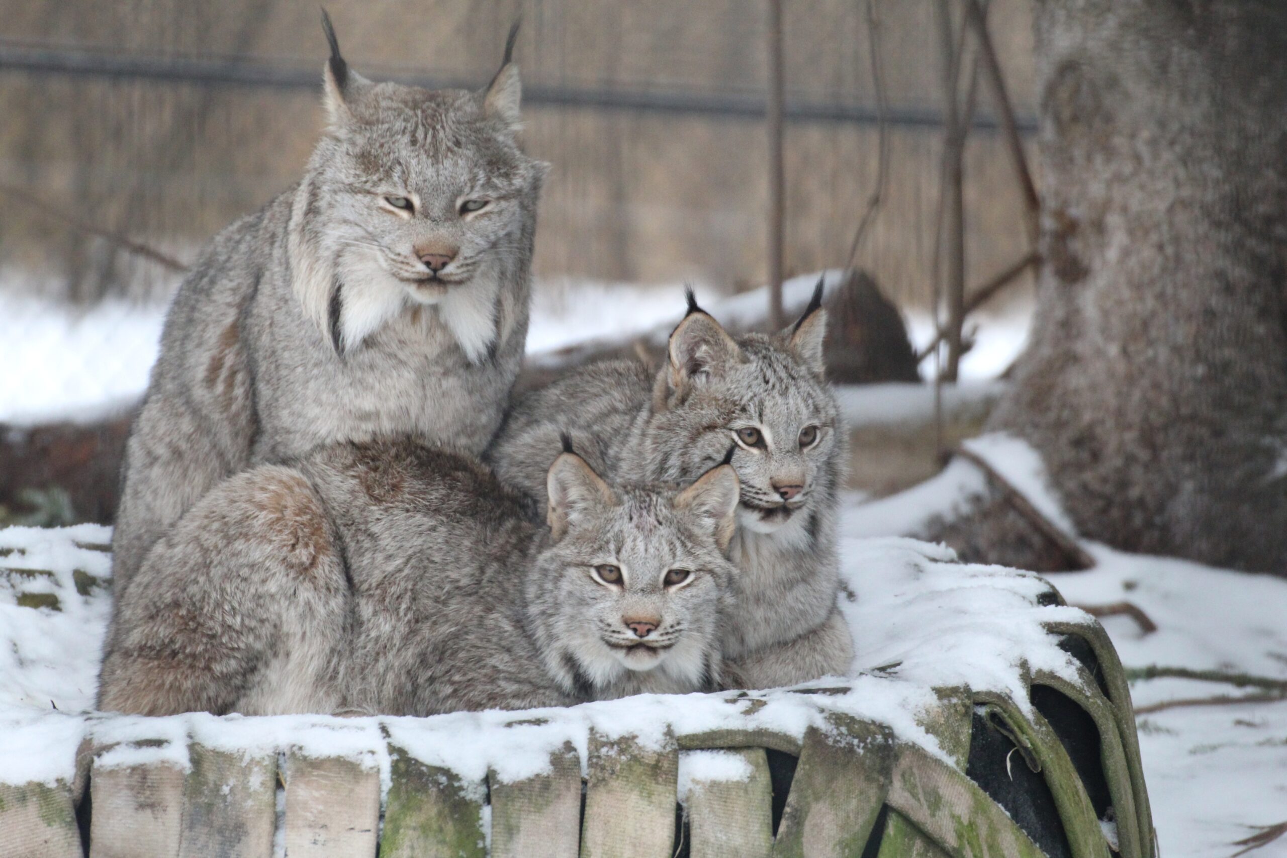 Three lynx sitting in the snow